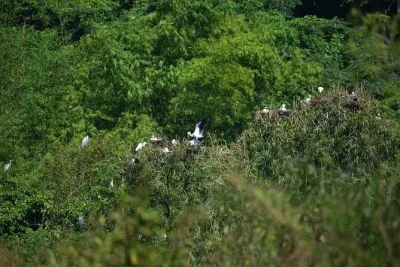 Hear birds in cuc phuong, hike ninh binh’s lush trails, spot rare langurs, and share a picnic lunch—includes air-conditioned transport and all entry fees.