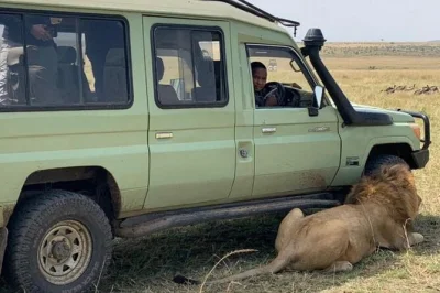 Vivez un safari privé à nairobi, nourrissez les girafes au centre des girafes et visitez le musée karen blixen. transferts aller-retour inclus.