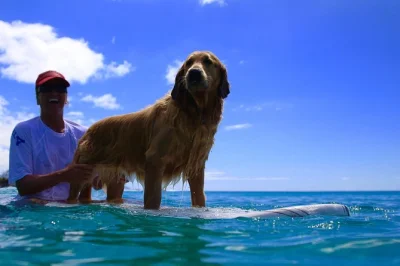 Découvrez le surf sur la north shore d’oahu avec une sauveteuse hawaïenne, ses chiens adorables et peut-être des tortues marines. matériel inclus. réservez vite votre place.