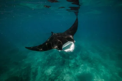 Explora la vida marina en ningaloo reef, haz snorkel en lugares secretos que solo los locales conocen y disfruta de un almuerzo compartido. incluye equipo, snacks y ritmo relajado.
