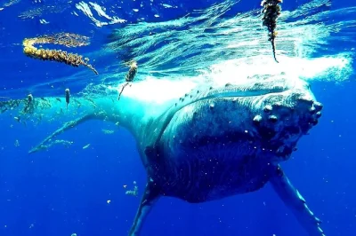 Watch humpback whales in french polynesia, swim with rays and blacktip sharks, and enjoy a guided boat tour with snorkeling gear and bottled water included.