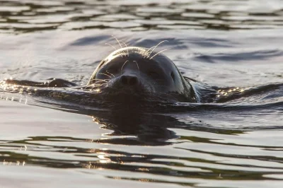 Feel the calm of lake saimaa on a puumala cruise, spot rare saimaa ringed seals, enjoy narration by mr arto, and relax with tea on an electric ecoboat.