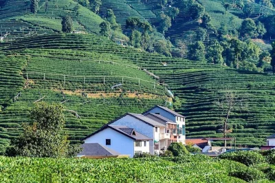 Descubra hangzhou saindo de shanghai: passeio pelo lago oeste, visita ao templo lingyin e almoço na vila do chá meijiawu com guia particular e trem-bala incluso.