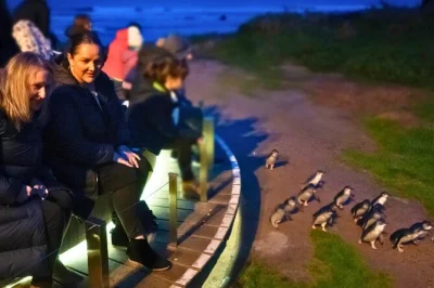 Disfruta del desfile de pingüinos en phillip island, observa leones marinos en seal rocks y pasea por acantilados salvajes, con regreso exprés a melbourne y guía local incluido.