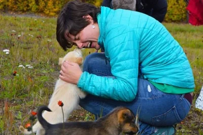 Siente la emoción de conducir tu propio equipo de perros de trineo cerca de talkeetna, conoce campeones del iditarod, acaricia cachorros y visita la casa de dallas seavey. incluye traslado.