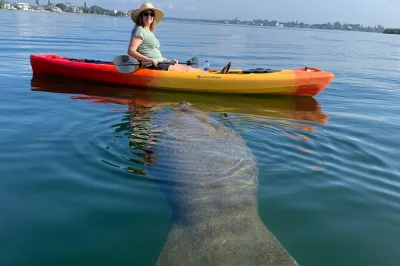 Explorez les tunnels de mangroves de sarasota en kayak, observez dauphins et lamantins, apprenez avec un naturaliste expert de floride, et profitez d’un petit groupe convivial.