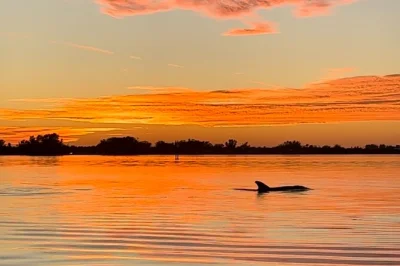 Golden hour paddling near anna maria island, dolphins swimming close, stories from local guides, and sunset views. includes kayaks, dry bags, and all gear.