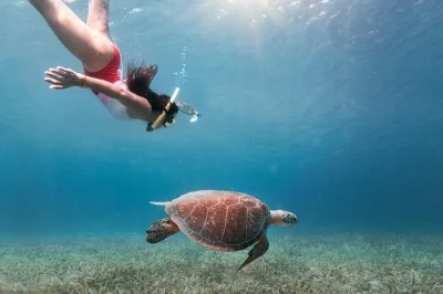 Swim with sea turtles in culebra’s luis peña reserve, ferry from ceiba, relax at flamenco beach, and enjoy snacks—guided day trip with all transport included.
