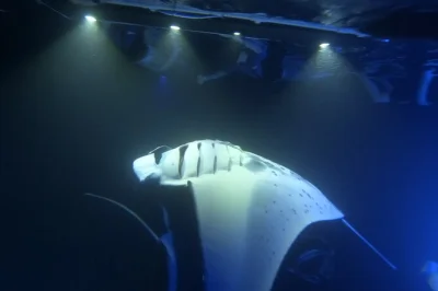 Nagez avec les raies manta sauvages la nuit au large de kona, guidé depuis une double pirogue hawaïenne. groupes réduits, équipement fourni, avec une veste de combinaison chaude.