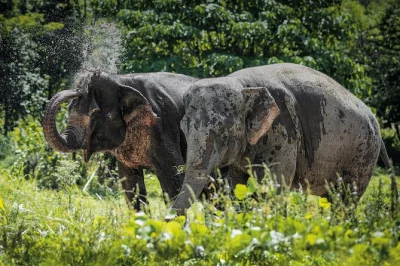 Watch rescued elephants roam free in phuket, join a guided canopy walk, enjoy snacks and a vegetarian dinner buffet. includes pickup, rain gear, and local guide.