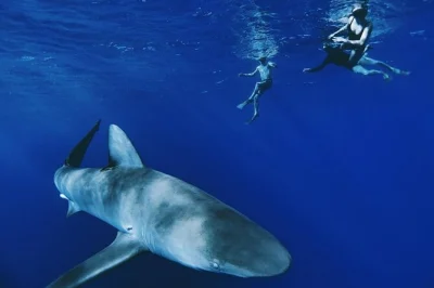 Nagez avec des requins au large de la north shore d’oahu, guidé par des experts hawaïens. petite groupe, sans cage, avec photos gratuites et tout le matériel de snorkeling inclus.