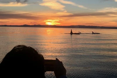 Victoria, croisière au coucher du soleil pour voir les baleines avec naturalistes locaux. prise en charge, commentaires en direct et observation garantie des cétacés.