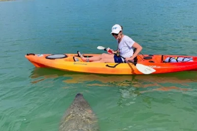 Découvrez les tunnels de mangroves de sarasota, observez dauphins et lamantins dans little sarasota bay, et pagayez avec un guide local. matériel fourni et horaires flexibles.