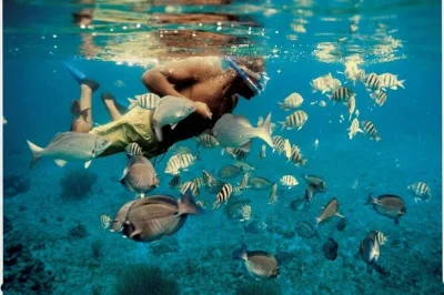 Feel the sea air in muscat as you watch wild dolphins and snorkel coral reefs. includes all snorkeling gear, snacks, bottled water, and expert local guides.