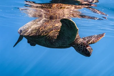 Nagez avec les tortues vertes hawaïennes à turtle canyon, waikiki. excursion en petit groupe, matériel de snorkeling fourni, guides locaux et boissons fraîches à bord.
