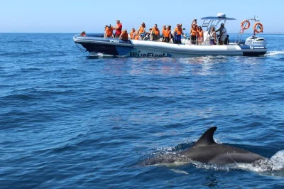 Feel the ocean spray on a small-group dolphin watching tour from lagos, guided by marine biologists. fast boat, live commentary, and expert crew included.
