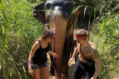 Wake up to misty kandy, ride the ella train, wander galle fort, and watch sea turtles hatch—private driver, luxury car, hotels with breakfast included.