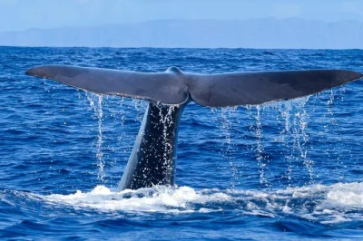 Madeira erleben: kleine wal- & delfintour mit meeresbiologen, schnelle bootsfahrt und nachhaltige tierbegegnungen – alle gebühren inklusive.