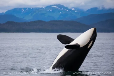 Disfruta del avistamiento de ballenas en icy strait point desde hoonah en grupos pequeños, con recogida en limusina, cabina calefactada y snacks locales incluidos.