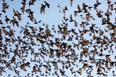 Feel the countryside on a battambang tuk tuk tour—ride the bamboo train, try rat barbecue, visit killing cave, and watch bats at sunset. includes pickup & local guide.