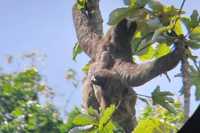 Watch ships up close on the panama canal, spot wildlife by boat, and explore fort san lorenzo’s ruins with a local guide. includes hotel pickup and lunch.