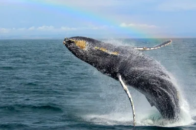 Feel the ocean air on a monterey bay whale watching tour, guided by seasoned captains. indoor seating, restrooms, and easy parking make it comfortable for all.