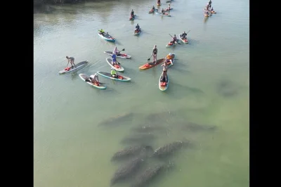 Découvrez new smyrna en kayak ou sup, au plus près des dauphins et lamantins. accompagné d’un guide local, matériel inclus, avec pause sur une île sauvage.