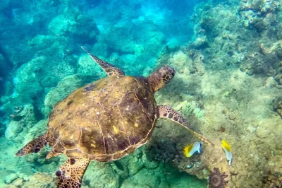 Découvrez le snorkeling à wailea beach même si vous ne savez pas nager, avec un guide local, un paddle géant et tout le matériel fourni—idéal pour les familles et débutants.