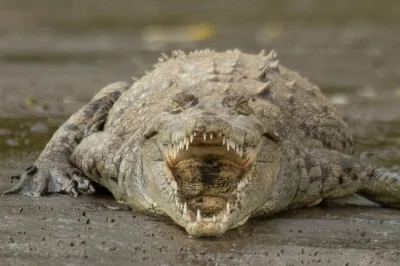 Feel the pulse of puntarenas with a tárcoles river boat ride, local fruit tasting, and a buffet lunch. includes hotel or port pickup and drop-off for easy booking.