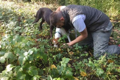 Motovun, forêt, chasse à la truffe avec chiens dressés et famille svilicic. vivez une aventure authentique en istrie, entre nature et traditions.