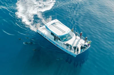 Feel the wild side of marlborough sounds on a small-group motuara island wildlife tour with dolphin cruise, marine biologist guide, and local wine included.
