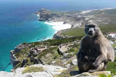 Erlebe die bunten häuser von bo-kaap, fahr den spektakulären chapman's peak drive, beobachte pinguine am boulder's beach und genieße deinen tag an der kap-halbinsel mit kaffee in muizenberg. inklus