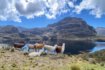 Trade city noise for wild lakes, highland hikes, and cloud forest air in cajas—includes pickup, bilingual guide, and a trout lunch before heading back to cuenca.