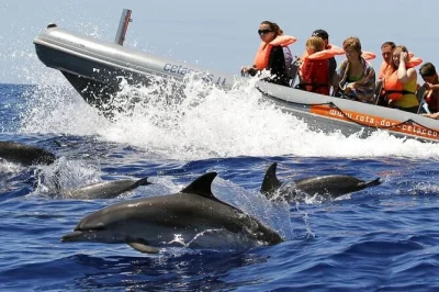 Madeira, funchal: vivi l’emozione di avvistare delfini e balene selvatiche con biologi marini. tour in barca in piccoli gruppi con commento dal vivo e attrezzatura da snorkeling inclusa.