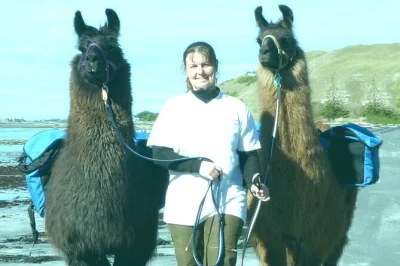 Walk the kaikoura coastline with your own llama, spot wild seals, hear local stories from your guide, and enjoy free cake and a drink. includes gear and pickup options.