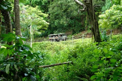 Erlebe oahus wilde seite bei einer offroad-tour auf der kualoa ranch. fahre im schweizer pinzgauer, entdecke uralte fischteiche und lausche spannenden geschichten deines guides.