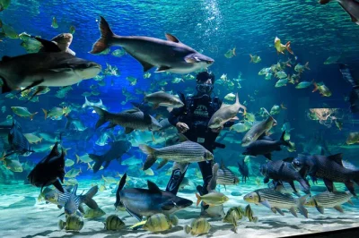 Feel the pulse of cambodia’s wildlife at angkor wildlife & aquarium in siem reap. see tigers, otters, and mekong fish, with entry ticket and ac transport included.