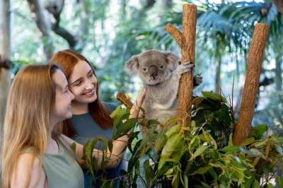 Entdecke das lone pine koala sanctuary in brisbane: koalas hautnah erleben, kängurus füttern und spannende tier-shows – nur wenige minuten vom stadtzentrum entfernt.