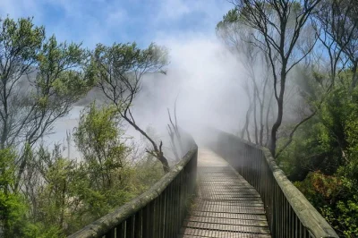 Steam hisses, redwoods tower, and glow worms light up rotorua on this small-group day trip from tauranga. includes port pickup, guided foot bath, and snack lunch.