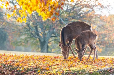Scopri la foresta di bambù di kyoto, ammira il padiglione d’oro e incontra i cervi che si inchinano a nara in un’escursione da osaka o kyoto. pranzo e biglietti inclusi.