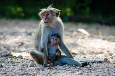 Wake up to wild elephants in udawalawe, ride a private jeep with a local guide, and enjoy flexible pickup. small group safari—see sri lanka’s wildlife up close.