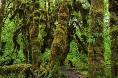 Feel the hush of hoh rain forest, walk rialto beach’s wild coast, and share stories with a naturalist guide. full-day tour from port angeles with entry fees & transport.