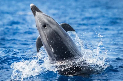 Explorez la côte de kona en petit groupe avec des experts locaux à la recherche de dauphins sauvages et tortues marines. snorkeling, snacks et eau filtrée inclus.