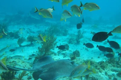 Swim with stingrays at stingray city, snorkel vibrant reefs, and share a fresh seafood lunch on the beach. includes hotel pickup and local guide.