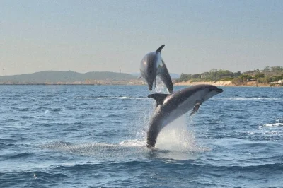 Olbia, observation des dauphins, snorkeling à l'île figarolo, pause gourmande sarde avec guides experts et matériel inclus.