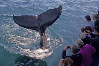 Feel the salt air on a whale watching trip from gloucester harbor to stellwagen bank. see fishing boats, seals, and whales with a local naturalist. includes 3-4 hour cruise.
