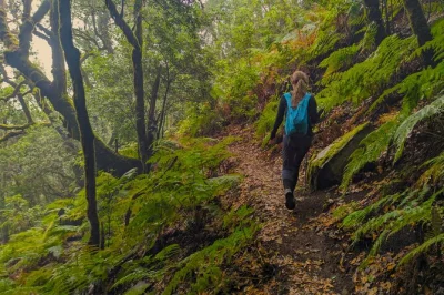 Feel the misty magic of tenerife’s laurel forest above masca, hike with a local guide, enjoy a picnic in nature, and get hotel pickup plus pro photos included.