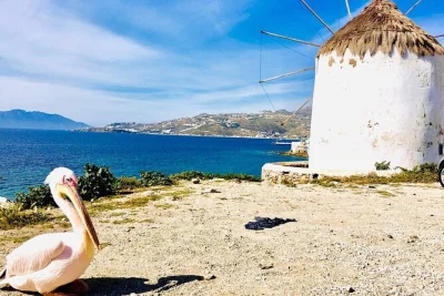 Descubra mykonos de perto—passeie pela cidade antiga, veja os moinhos e a pequena veneza, explore praias e o farol. inclui traslado do hotel, guia particular e água mineral.