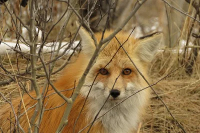 Feel the wild edge of grand teton at sunset, spot bison & moose, wander historic mormon row, and share a picnic dinner—all with hotel pickup included.