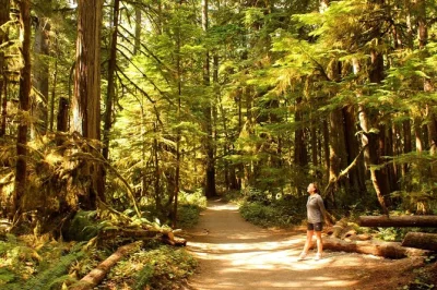 Start your olympic adventure from seattle with a scenic ferry, forest walks, glacial lakes, and a picnic lunch. includes pickup, local guide, and all snacks.